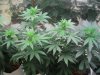 thc bomb, caramelicious and bagseed, flowering, start of week 1 047.JPG