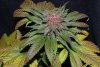 purple bubba 8 wks (12) - Copy.JPG