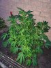 20200825_062403.jpg