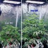 This farm friends from @mephisto.genetics continues to keep her reputation as the monster She'...jpg
