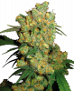 big-bud-feminized-xl.png