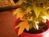 6 weeks, yellowing leaves 4.jpg