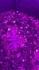 51508E68-57F9-4180-A48F-FD5AE2D387B8.jpeg
