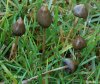 Psilocybe semilanceata 4.JPG