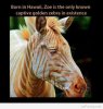 Awesome-golden-zebra.jpg