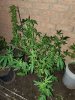 20200904_062138.jpg