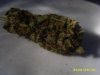 barneys farm g13 haze 7.jpg