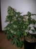 dirtmeds-albums-growop-09-picture62837-aurora-clone-63-days.jpg