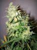 dirtmeds-albums-growop-09-picture62838-aurora-clone-cola-63-days.jpg