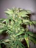 dirtmeds-albums-growop-09-picture62843-mazaar-cola-63-days.jpg