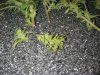Afghan Bud 2.jpg