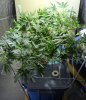 1plantScroG.jpg