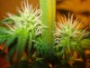 day 19 of flowering 006.jpg