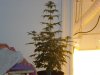 day 19 of flowering 012.jpg