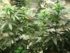 THC Bomb, Caramelicious, bagseed. Day twelve of flowering 015.JPG