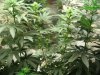 THC Bomb, Caramelicious, bagseed. Day twelve of flowering 017.JPG