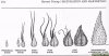 Marijuana-calyx-Life-Cycle_2.jpg