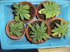 grow journal 111.jpg