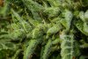 Trichomes 10_14-4.jpg