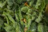 Trichomes 10_14.jpg