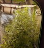 AK47 auto 46 dayswith sf2000 in a 2x4 room.jpg