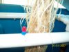 roots 010.jpg