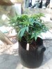 IMG_20201030_112346.jpg