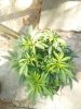 IMG_20201030_112352.jpg