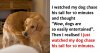 20-hilarious-dog-tweets-that-are-impawsible-not-to-laugh-at-758x397.jpg