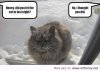 funny-cat-in-snow-honey-let-in-night.jpg