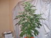 6-18-09 001.jpg