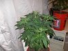 6-18-09 006.jpg