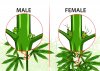 Male-or-female-weed-plant.jpg