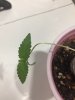 Plant Day 7.JPG