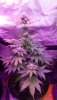 MyGirls-BubbleGum-Single plant.jpg