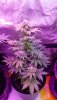 MyGirls-BubbleGum-Single plant-2ndpic.jpg