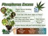 phosphorus-excess-in-a-cannabis-plant-1024x768.jpg