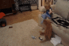 free-animated-gifs-of-kids-getting-hurt-kid-fails-Cat-Attacks-Kid.gif