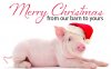 merry xmas barn pig.jpg