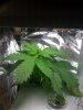 aerogarden  week 4 002.jpg