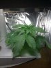 aerogarden week 4 001.jpg