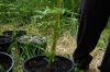 dopewear-albums-ghetto-veg-box-first-outdoor-grow-picture64695-dsc-3170.jpg