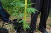 dopewear-albums-ghetto-veg-box-first-outdoor-grow-picture64697-dsc-3172.jpg