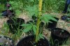 dopewear-albums-ghetto-veg-box-first-outdoor-grow-picture64704-dsc-3176.jpg