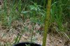 dopewear-albums-ghetto-veg-box-first-outdoor-grow-picture64705-dsc-3177.jpg