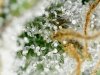 trichs_12_26_2020 (11).jpg