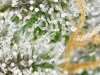 trichs_12_26_2020 (12).jpg