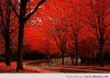 Autumn-awesome-wallpaper1.jpg