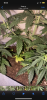 CF156D17-4CFF-40F4-B4CB-0B7DD5CADD80.png