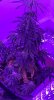 A9B42348-0B53-477B-B15C-596EE033581E.jpeg